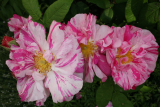 Rosa gallica 'Versicolor' RCP6-2012 129.JPG